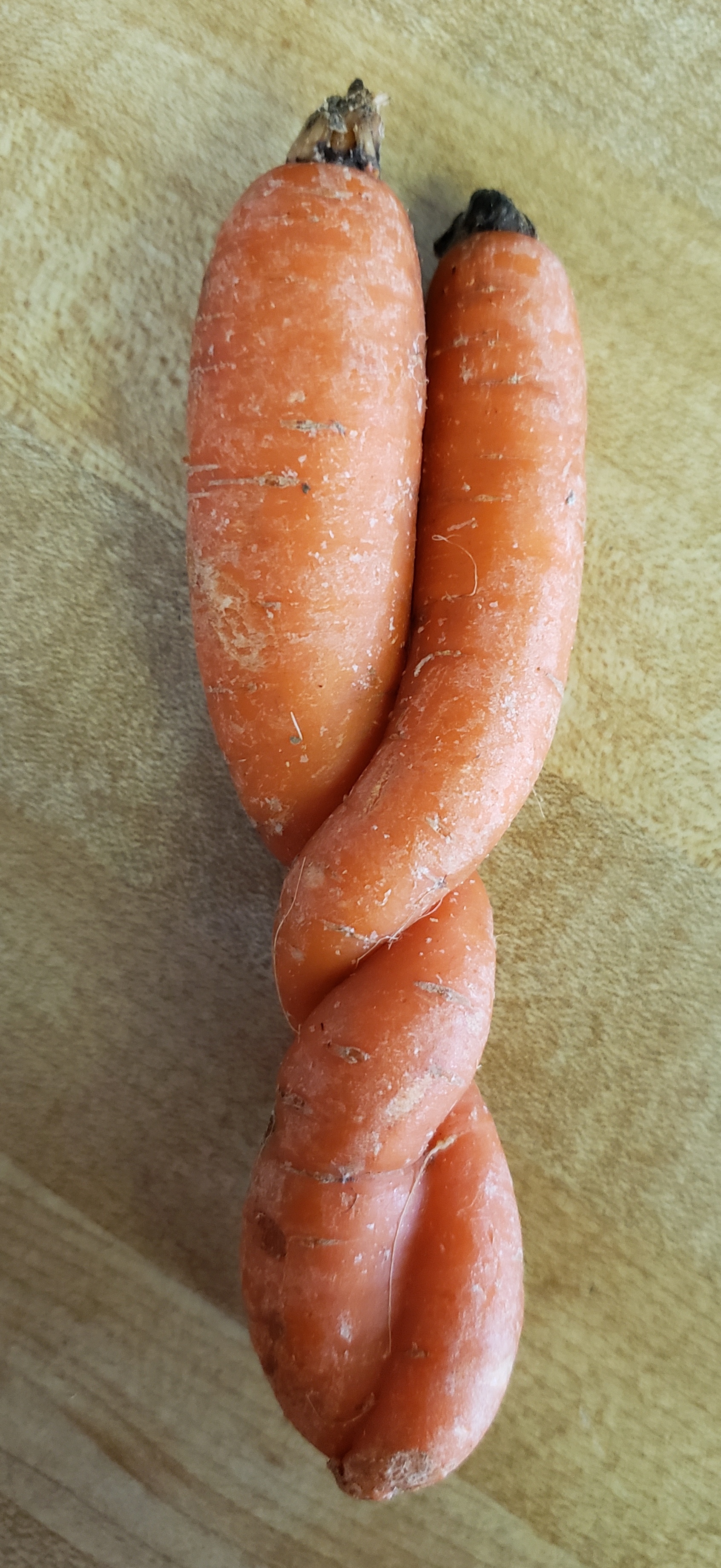 https://sursumcorda.salemsattic.com/gallery/1/Carrot%20Caduceus.jpg