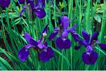 irises